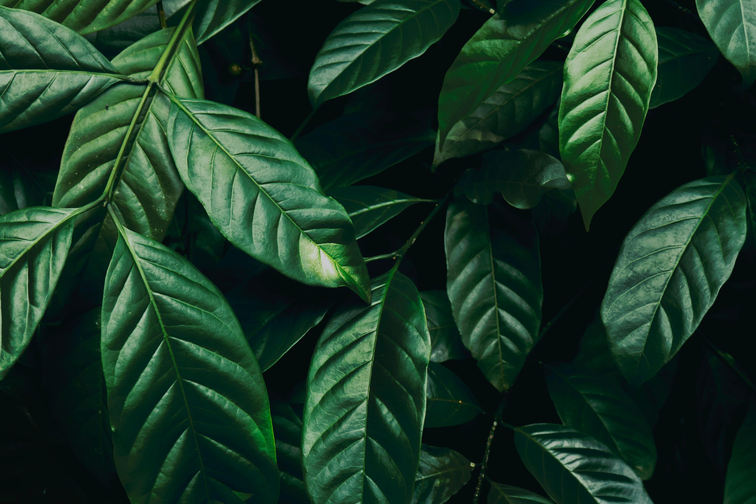 The Science Behind 7-Hydroxy: Why This Alkaloid Hits Different