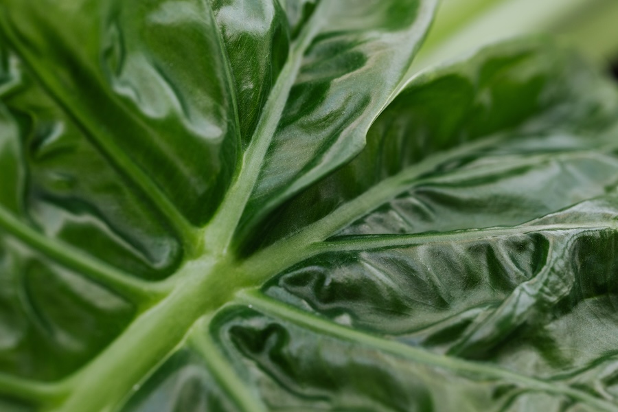 Kratom Alkaloids: The Impact of 7-Hydroxy and Mitragynine