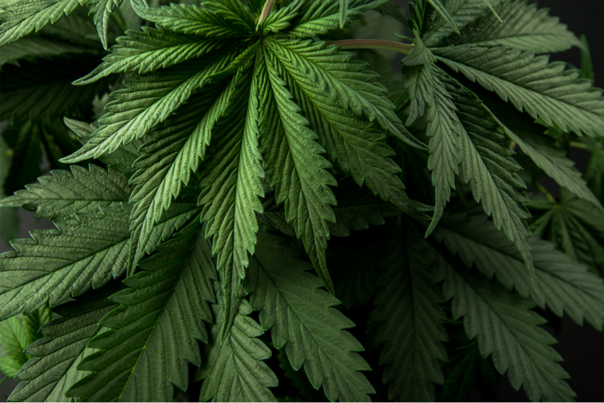 Based THC vs Homiez 7-Hydroxy: Two Paths to Elevation