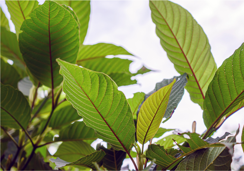 Based THC vs Homiez 7-Hydroxy: Two Paths to Elevation