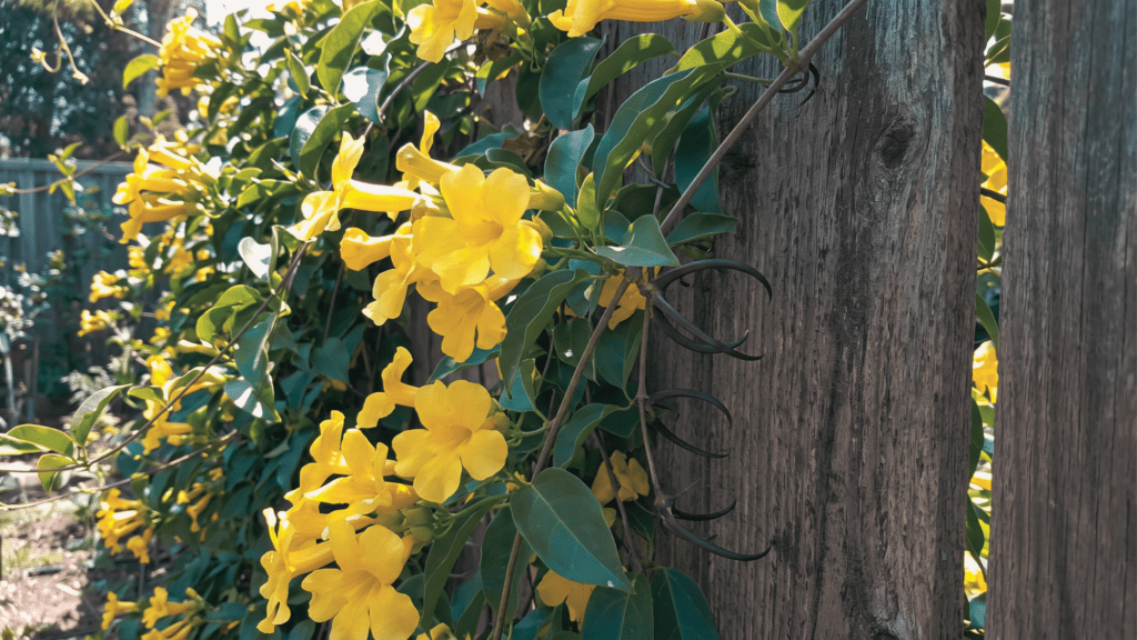 Cat’s Claw botanical plant behind Homiez Botanicals products